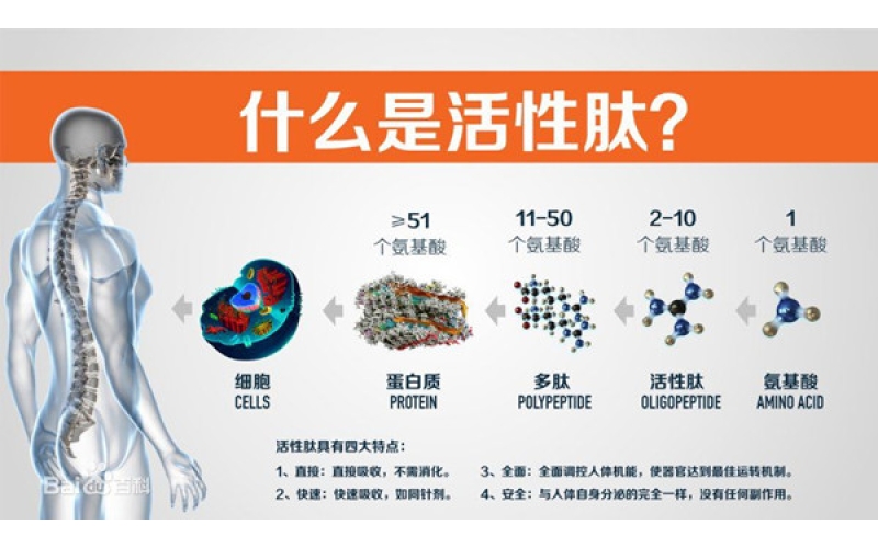 肽，對(duì)身體的十大益處